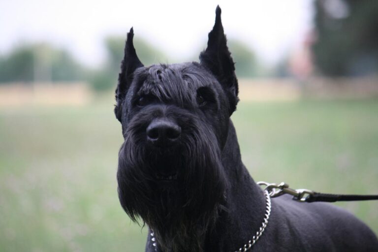 Ризеншнауцер
