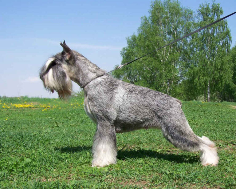 Миттельшнауцер (миттель, средний шнауцер)